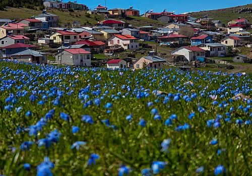 Ardahan’da Beyaz Örtü Yerini Renk Cümbüşüne Bıraktı: Yaylalarda Bahar Mesaisi Başladı