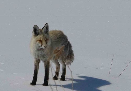 Ardahan’da Beyaz Sessizlik: Tilkinin Kar Üzerindeki Huzur Anları