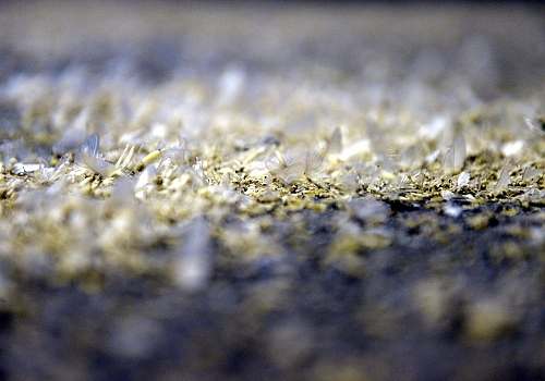 Ardahan'da bir köy mayıs sinekleri nin günlerdir süren ölüm uçuşu sona erdi