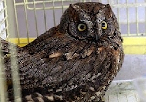 Ardahan'da bitkin bulunan İshak kuşu tedavi altına alındı