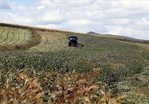 Ardahan da bu yıl ilk kez devlet destekli ekilen yem bezelyesi üreticiyi sevindirdi