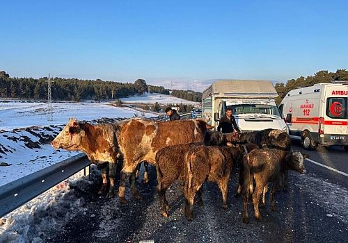Ardahan'da büyükbaş hayan yüklü kamyonet ile tırın çarpışması sonucu 3 kişi yaralandı.