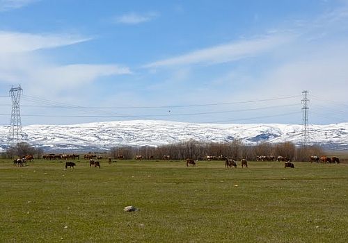 Ardahan'da, büyükbaş hayvanlar meraya çıkmaya başladı.