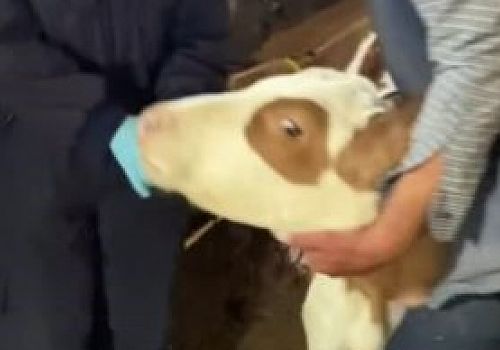 Ardahan'da, büyükbaş hayvanlara yönelik ilkbahar dönemi şap aşısına başlandı.