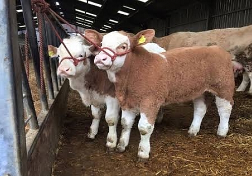 Ardahan'da buzağı ölümlerini önleme projesinin meyvesi alınmaya başlandı