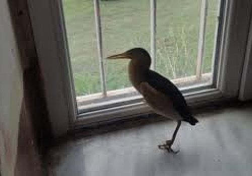 Ardahan'da çakır kuşu tedavisinin ardından ekiplerce doğal ortamına salındı