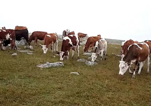 Ardahan'da çalınan 60 büyük ve küçükbaş hayvan, jandarma ekiplerince bulunarak sahibine teslim edildi