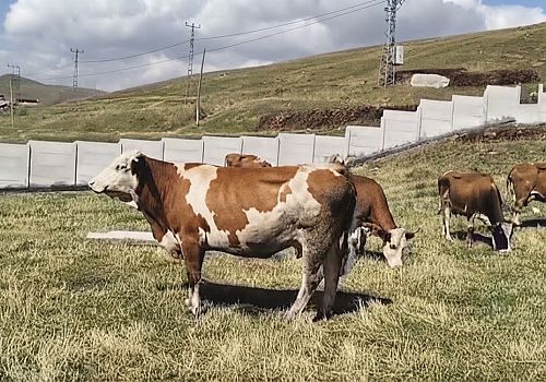 Ardahan da Çalınan 8 Büyükbaş Hayvan Göle Kuytuca Köyü Kırsalında Bulundu