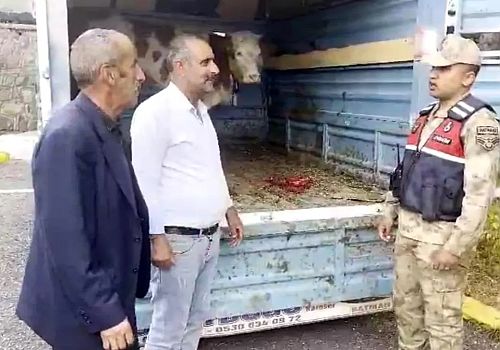 Ardahan'da çalınan bir büyükbaş hayvan Kars'ta jandarma ekiplerince yakalandı 