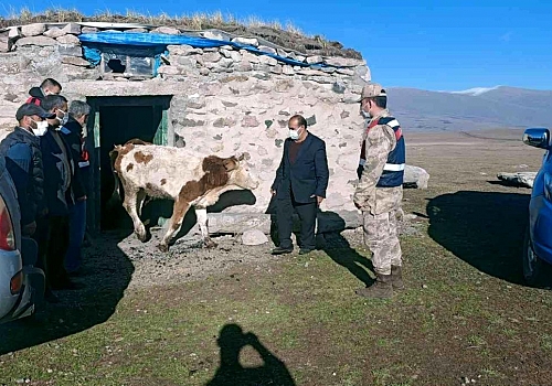 Ardahan'da çalınan büyükbaş hayvanlar Kars'taki yaylada bulundu