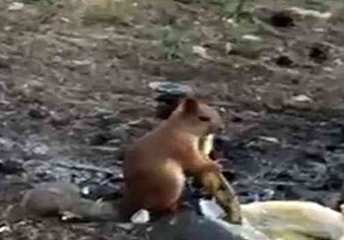 Ardahan'da Çamlıçatak mesire alanında piknik yapan vatandaşlara sincap misafir oldu