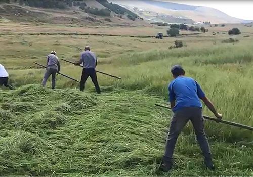 Ardahan’da çiftçiler, hayvanlarının kışlık ot ihtiyacını karşılamak için meralarda zorlu bir mesai yürütüyor.