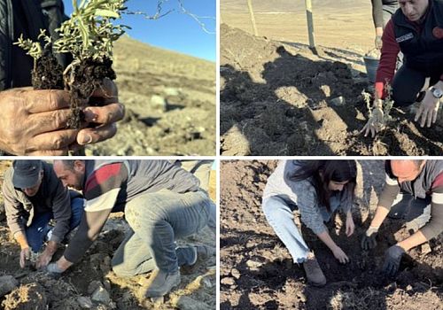 Ardahan’da Çöl Bitkisi Deneyi: Tuz Çalısı İçin İlk Adım Atıldı