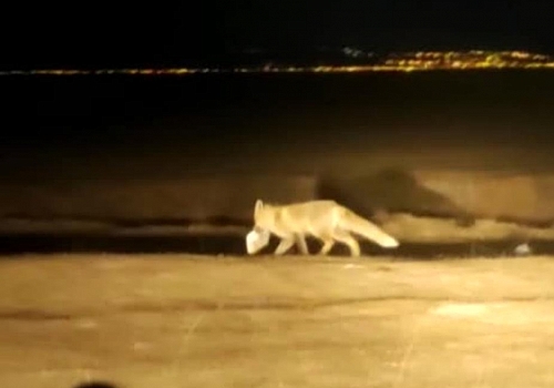 Ardahan da Dere kenarında karşılaştıkları tilkiyi besliyorlar