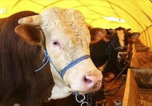 Ardahan'da devlet destekleri sayesinde büyük ve küçükbaş hayvan sayısı artıyor