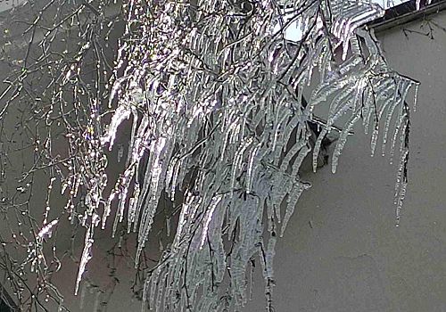 Ardahan'da Dondurucu Estetik: Göle’de Ağaçlar Kristal Açtı