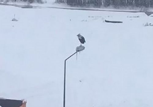 Ardahan’da Dondurucu Soğukta Elektrik Direği Üzerinde Bekleyen Leylek Şaşırttı
