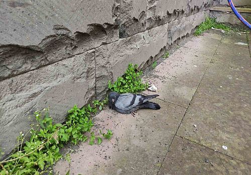 Ardahan’da duvar kenarında yaralı halde bulunan güvercin e şefkat eli