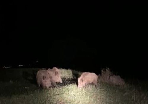 Ardahan’da ekili alanlara zarar veren domuz sürüsü cep telefonu kamerasıyla görüntülendi.