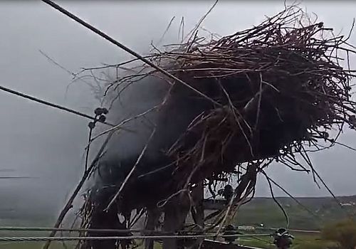 Ardahan’da elektrik direğinin üstündeki leylek yuvası, bilinmeyen bir nedenle çıkan kıvılcımlarla tutuştu