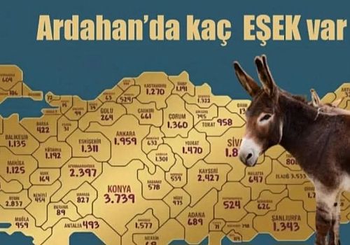 Ardahan’da Eşek Sayısı Türkiye Ortalama Altında Kaldı