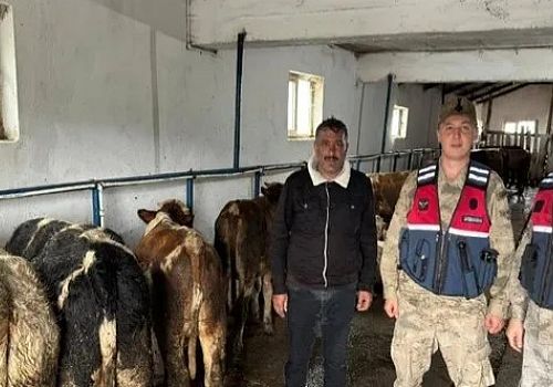 Ardahan’da Eylül ayı içerisinde kaybolan 53 büyükbaş hayvan jandarma ekipleri buldu
