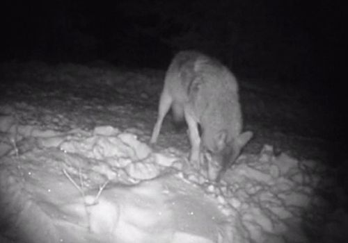 Ardahan da fotokapana belgesellik görüntüler yakalandı