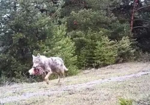 Ardahan da Fotokapanla ağzında yakaladığı av ile kurt görüntülendi. 