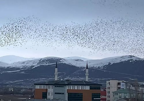 Ardahan’da Gökyüzü Siyaha Büründü: Binlerce Karga Şehri Kuşattı!