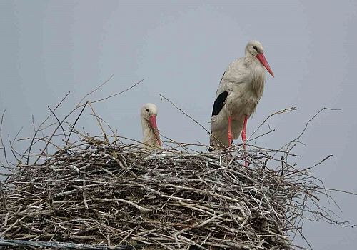 Ardahan’da Görsel Şölen: Leylekler Ağzıpek’i Mesken Tuttu