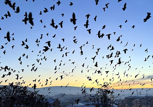 Ardahan’da Gün Batımında Kuşların Dansı Görsel Şölen Sundu