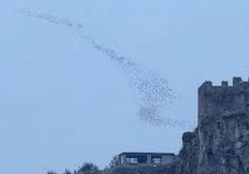 Ardahan’da Gün Batımında Kuşların Muhteşem Dansı Görsel Şölen Oluşturdu