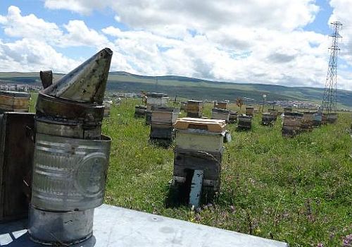 Ardahan'da hasat dönemi 10 Ağustos'a kadar sürecek. Yaklaşık yüzde 80'lik bal verimi bekleniyor