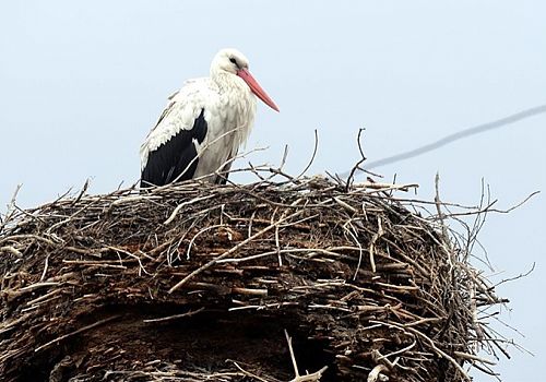 Ardahan’da havalar soğudu, leylekler gitmedi