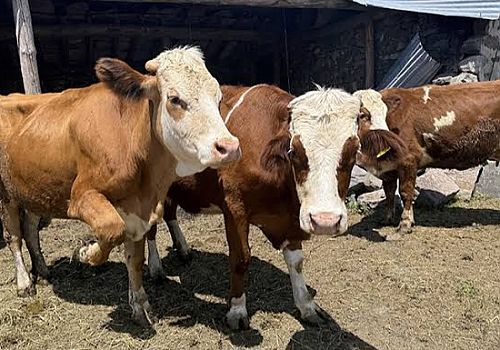Ardahan’da Hayvan Desteği Başvuruları Başladı