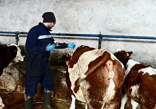 Ardahan’da Hayvan Hastalıklarıyla Mücadele Çalışmaları Sürüyor