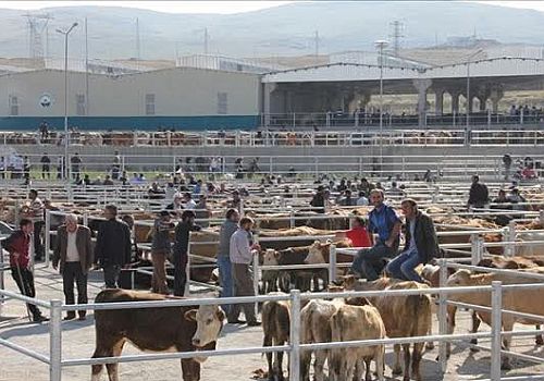 Ardahan’da hayvan pazarları önümüzdeki hafta açılıyor