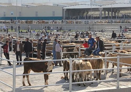 Ardahan’da Hayvan Pazarları Yeniden Açıldı