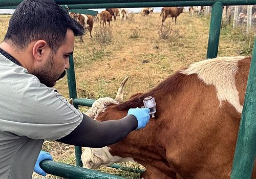 Ardahan'da hayvan sevklerinin önünün açılması için şap hastalığıyla mücadelede sona gelindi