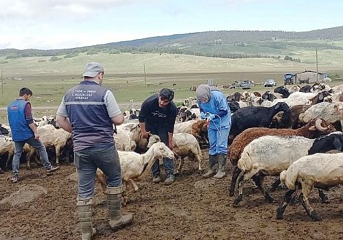 Ardahan da Hayvancılığın sürdürülebilirliği için kulak küpesi uygulamasını titizlikle yürütüyor