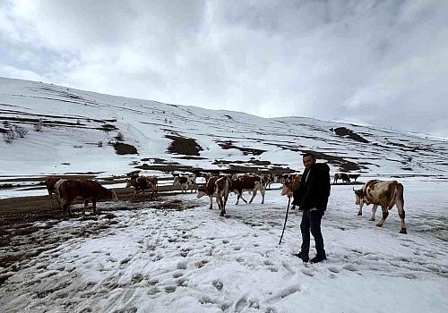 Ardahan’da Hayvancılık Alarm Veriyor: Bahar Gelmedi, Stoklar Tükendi