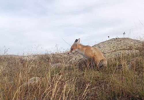 Ardahan da hayvanlarını otlatırken yanına gelen tilkiyi, tavuk ve ekmek gibi yiyeceklerle besliyor.