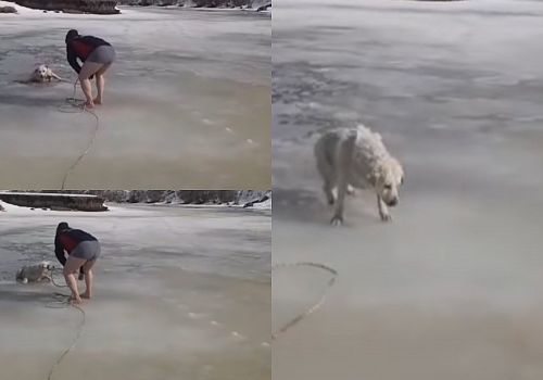 Ardahan’da İtfaiyeden Can Kurtaran Müdahale: Kura Nehri’ne Düşen Köpek Son Anda Kurtarıldı