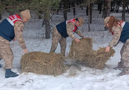 Ardahan'da, jandarma ekiplerince yaban hayvanları için doğaya yem bırakıldı