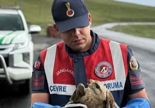 Ardahan’da jandarma ekiplerince yaralı bulunan kızıl şahin, koruma altına alındı