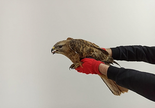 Ardahan'da jandarmanın arazide bulduğu yaralı şahin tedavi edilecek