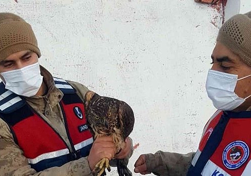 Ardahan'da jandarmanın donmak üzereyken yaralı bulduğu kuş tedavi edildi