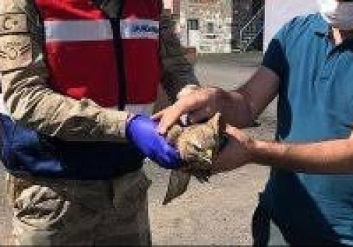 Ardahan'da jandarmanın yaralı bulduğu kızıl şahin tedaviye alındı