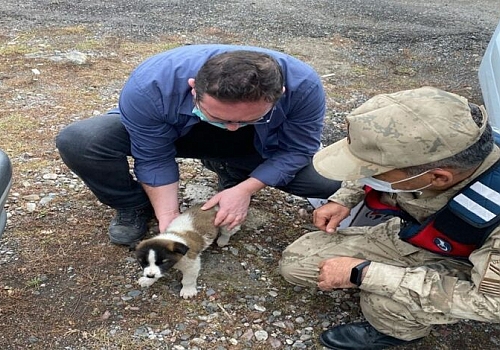 Ardahan'da jandarmanın yaralı bulduğu yavru köpek tedavi edildi