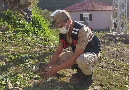 Ardahan'da jandarmanın yaralı halde bulduğu Kartal ve Saz Kamışçını tedaviye alındı